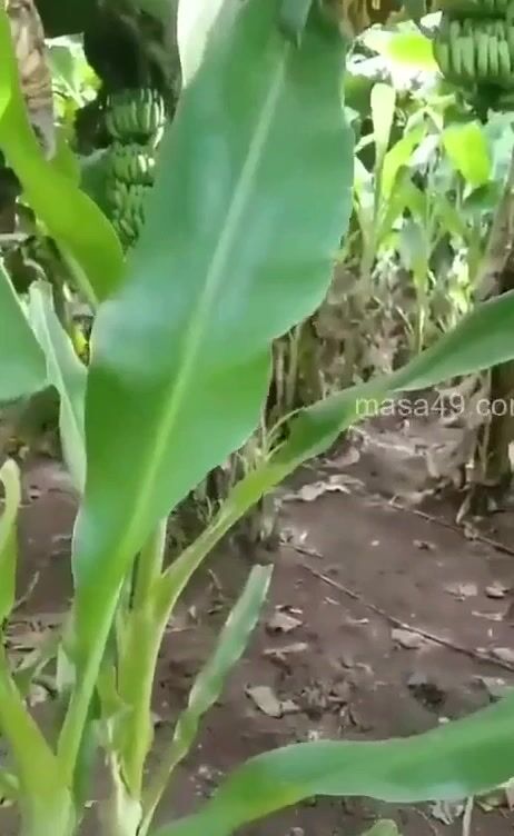 केले के खेतों में प्रेमी से चुदवाते पकडी गई भाभी